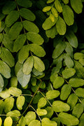 Fresh moringa leaves in close-up, showcasing vibrant green colour and natural nourishment
