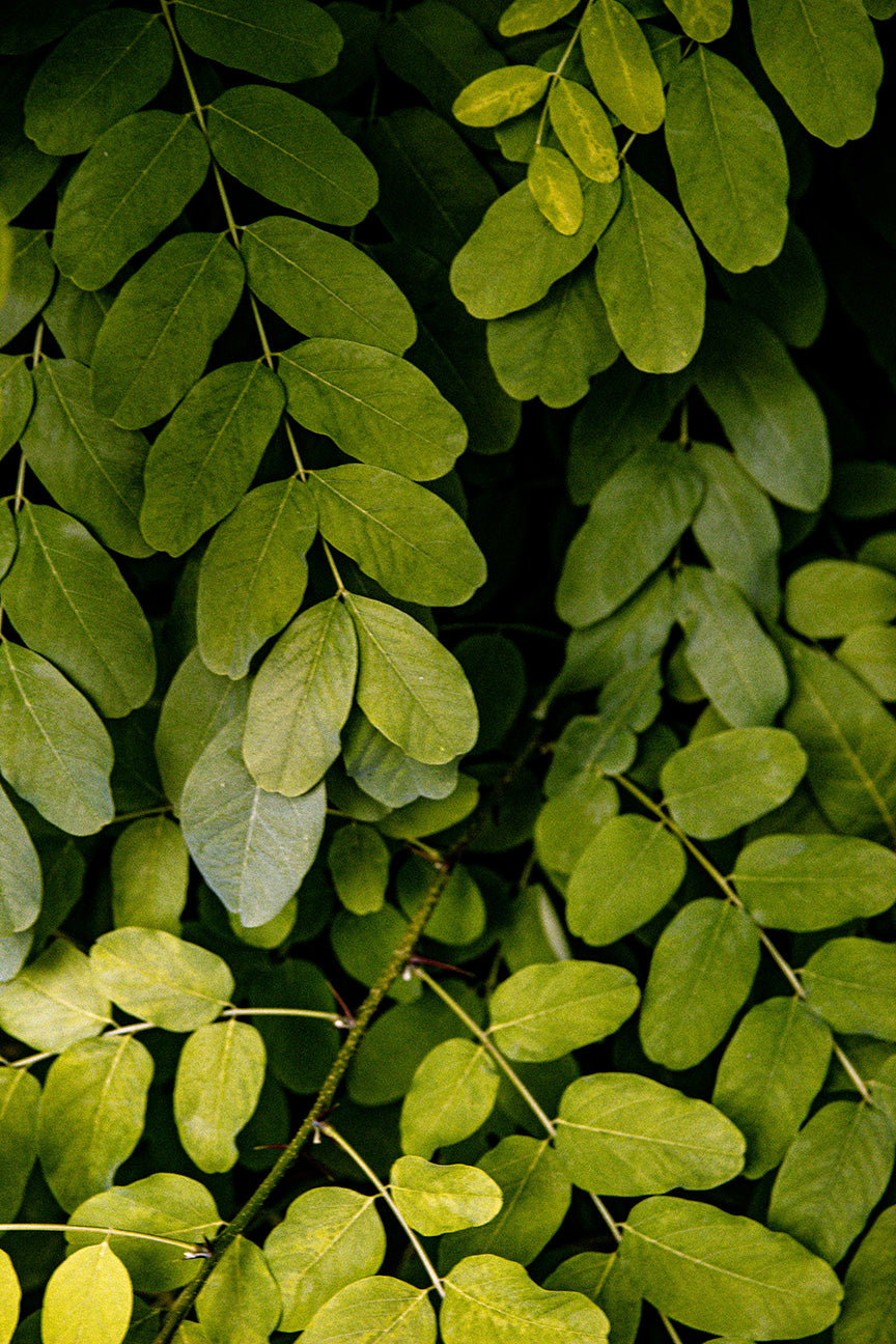 Fresh moringa leaves in close-up, showcasing vibrant green colour and natural nourishment