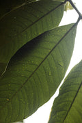 Green soursop leaves backlit by sunlight, covered in natural water droplets, representing calm and natural herbal wellness.